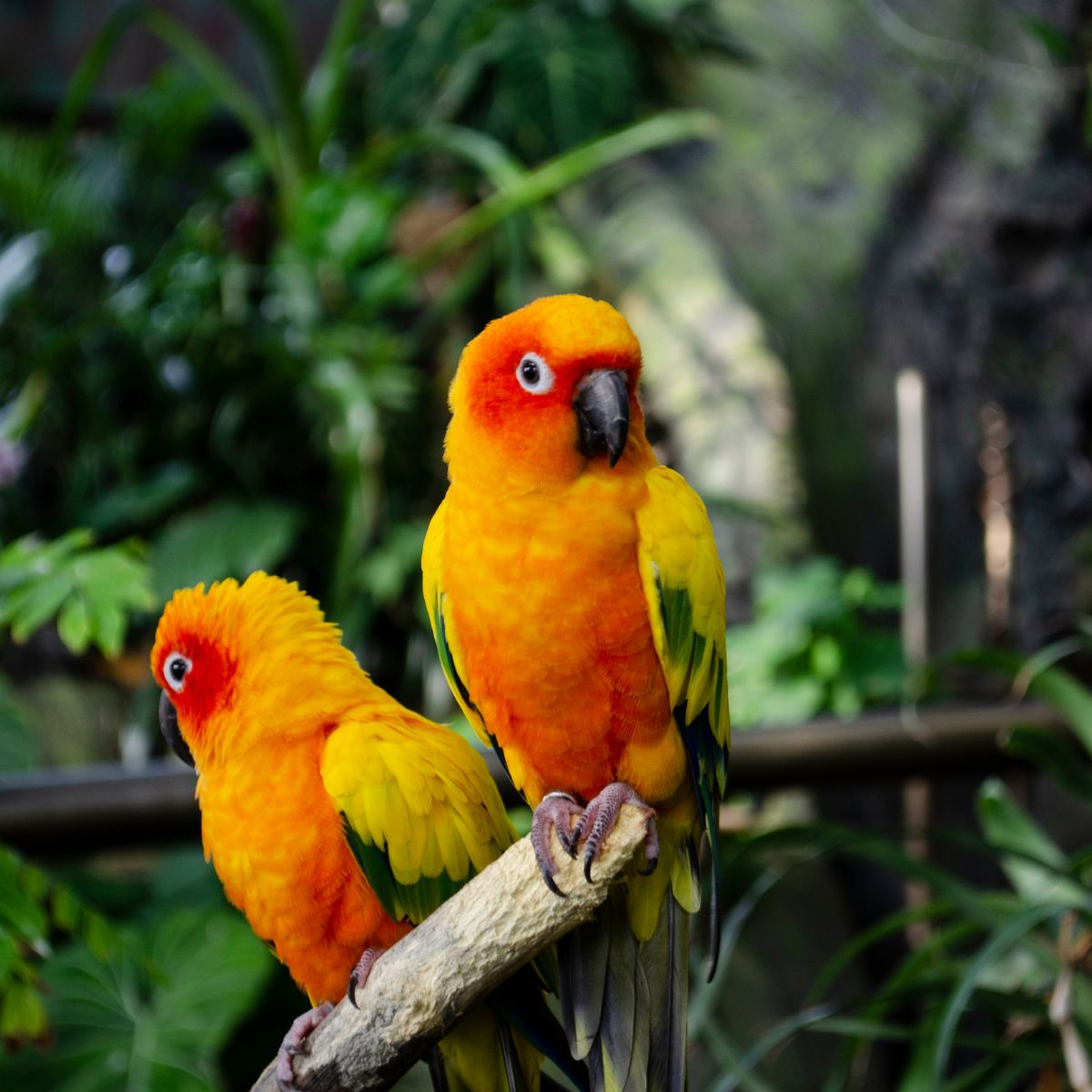 orange and yellow birds sitting side by side