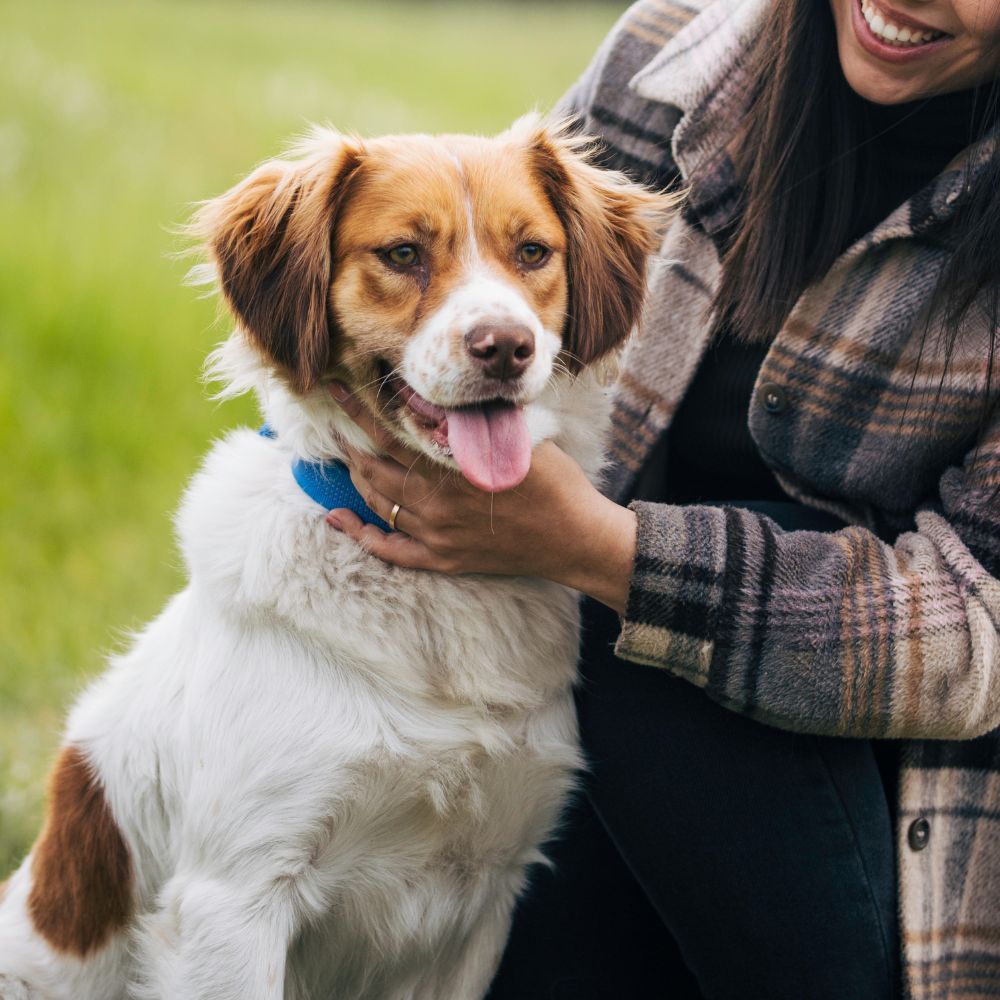 A woman gently pets a dog