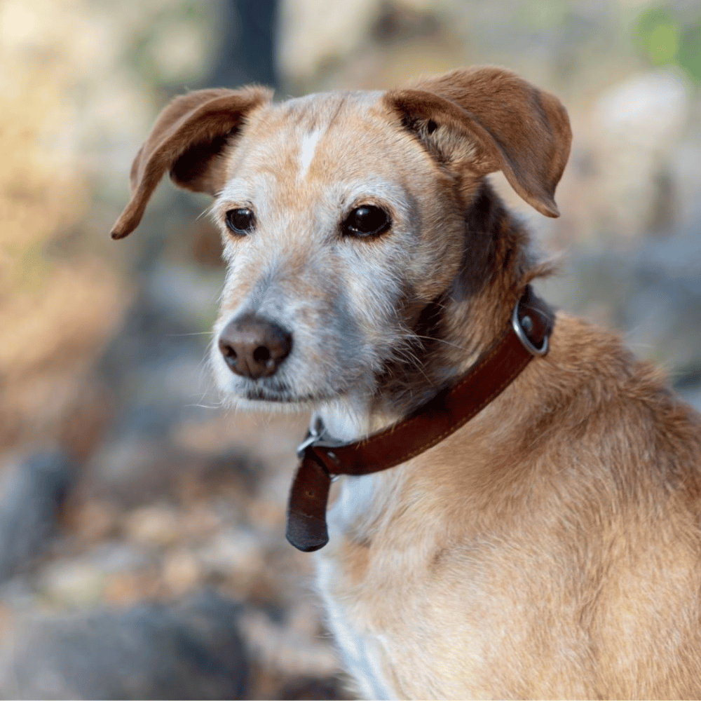 closeup of old dog