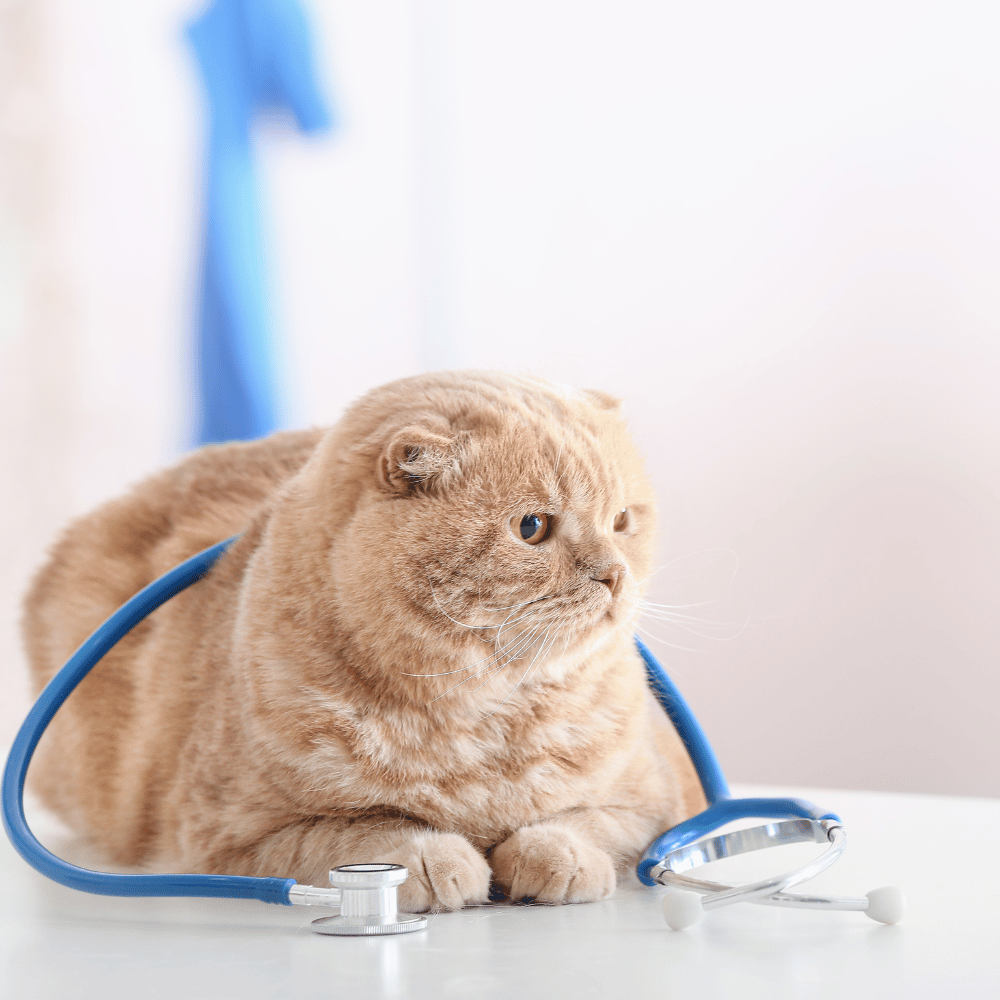 A cat with a stethoscope around its neck sits on a table.