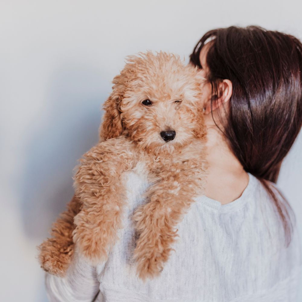 A woman gently cradles a brown poodle puppy in her arms