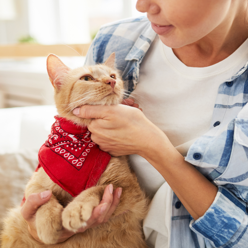 a women petting a cat