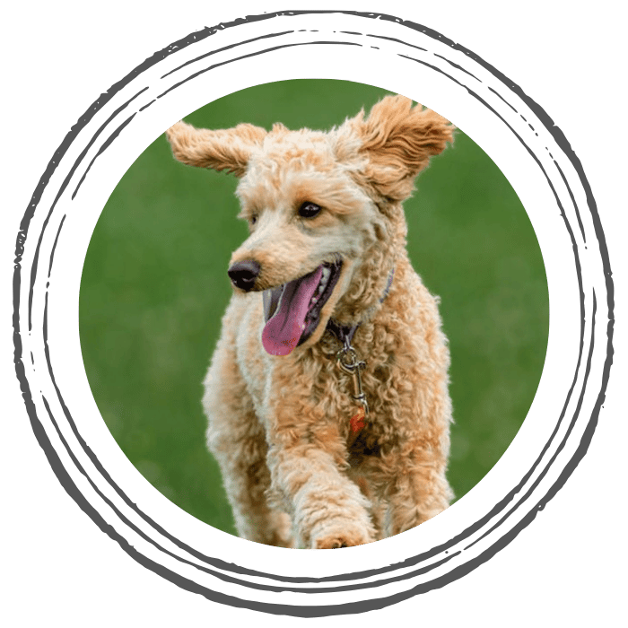 dog running in field