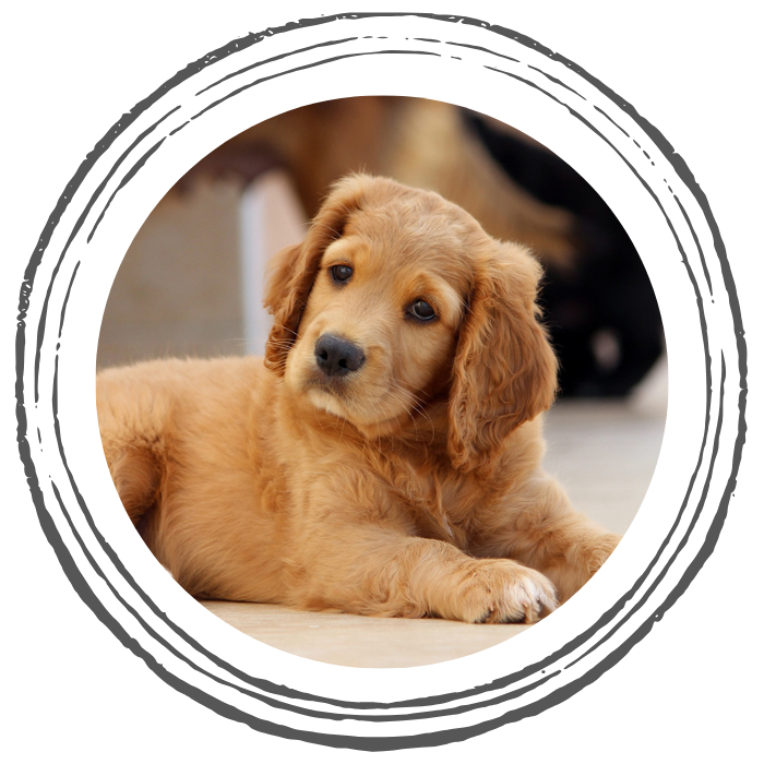 puppy laying on a carpet