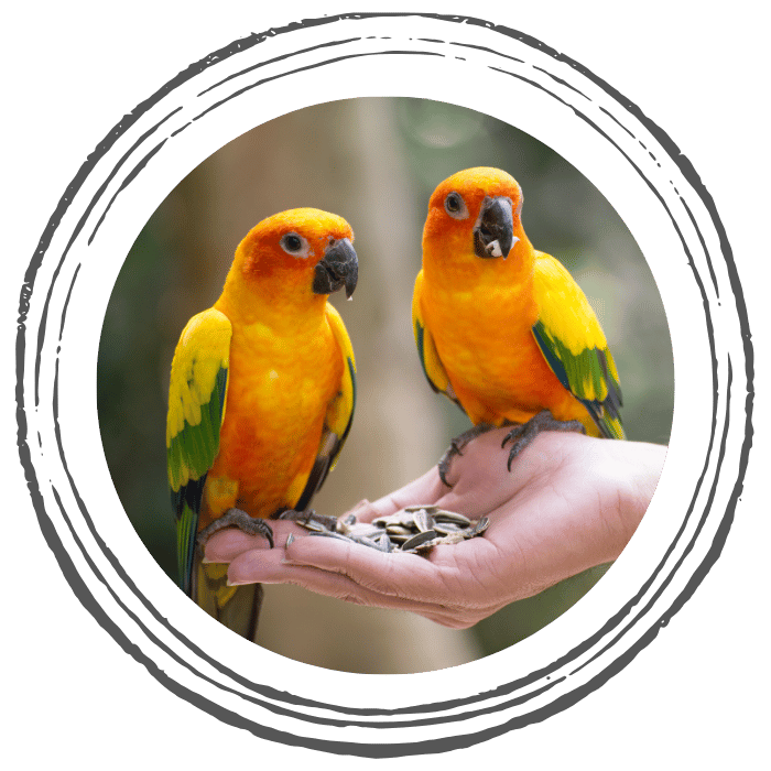 A person holding two parrots