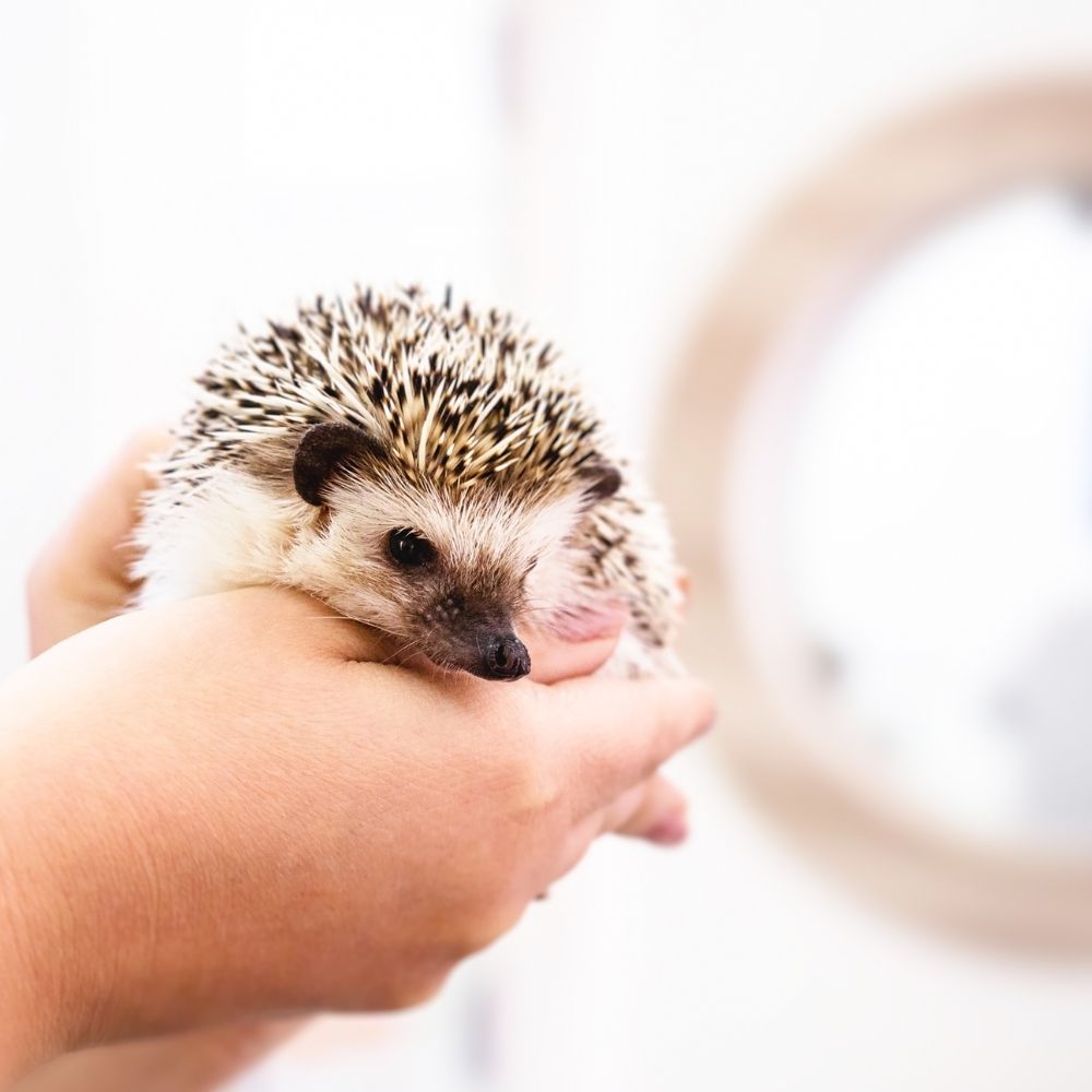 A person gently holds a hedgehog in their hand