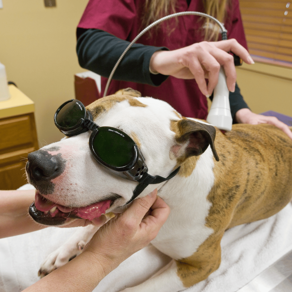 vet doing laser therapy of dog