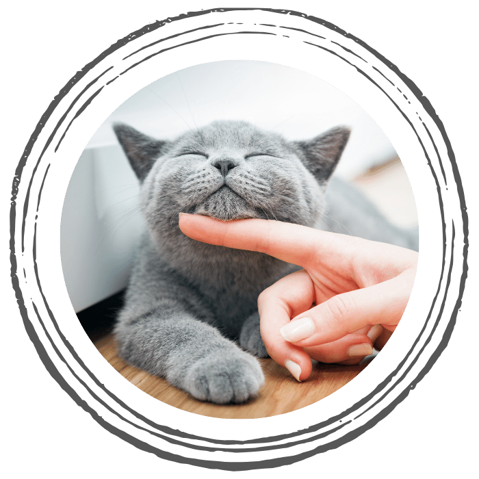 person touching cat mouth by finger