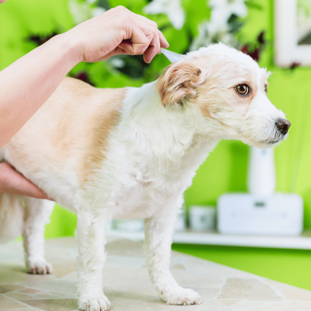 person applying parasite prevention medicine