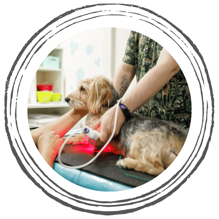 person doing laser therapy of dog