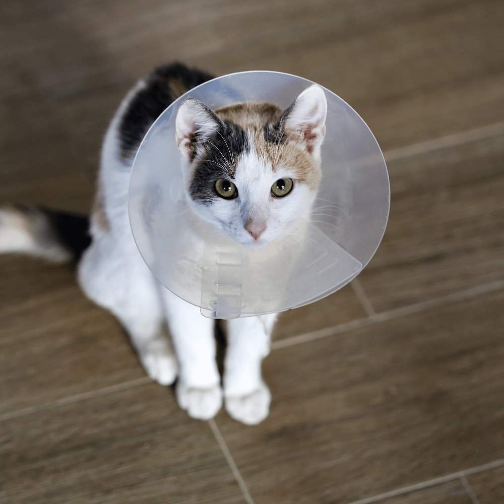 cat wearing a surgery collar