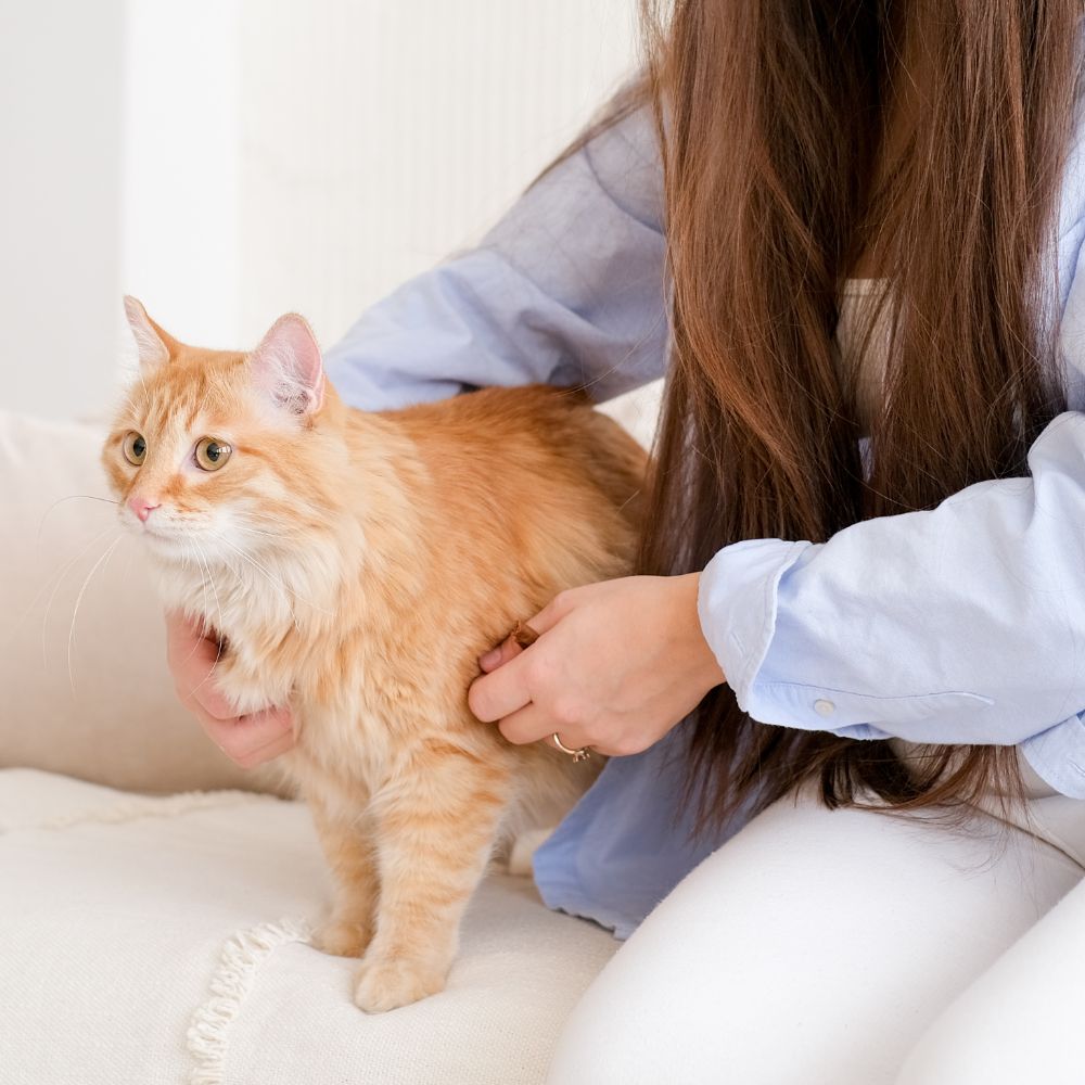 A woman gently pets an orange cat while seated on a comfortable couch